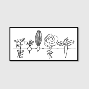 Vegetable Family growing