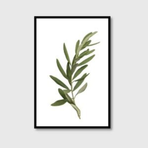 Olive Branch Canvas Art